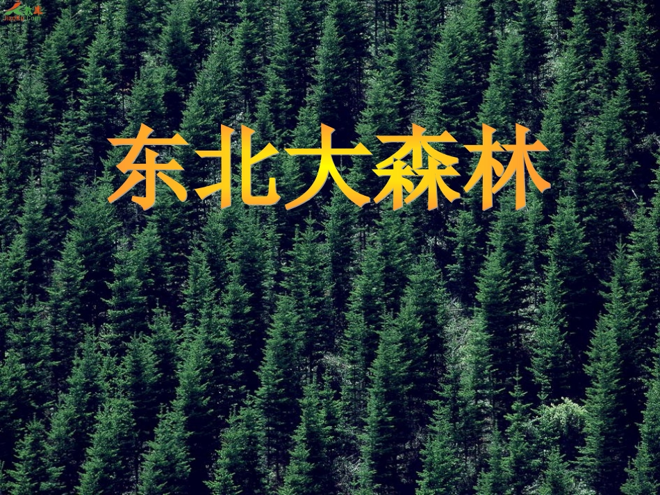 17.东北大森林_第1页