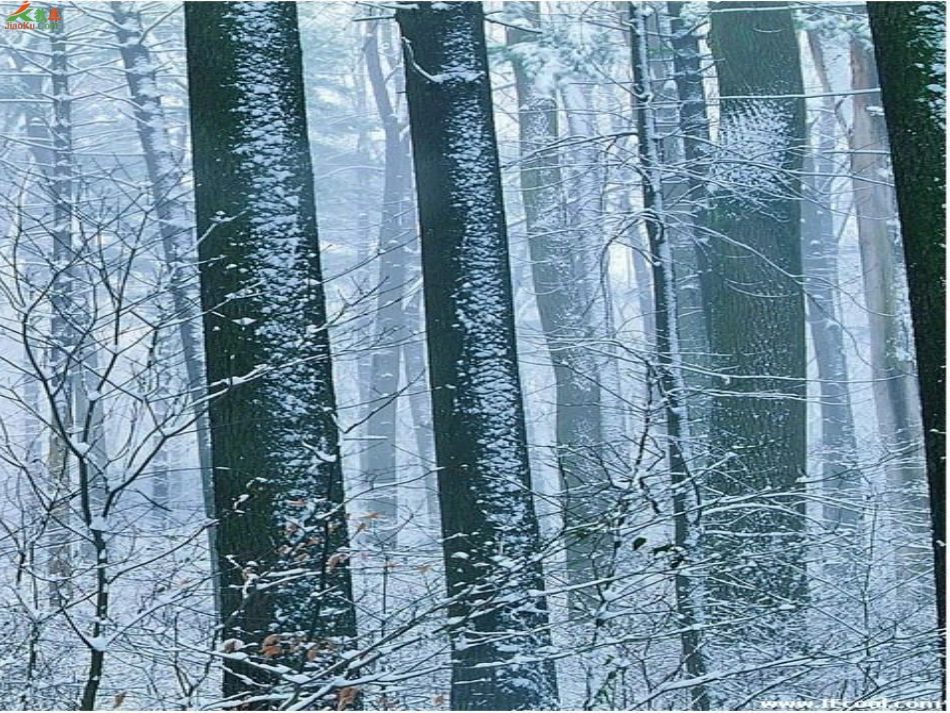 17.东北大森林_第3页