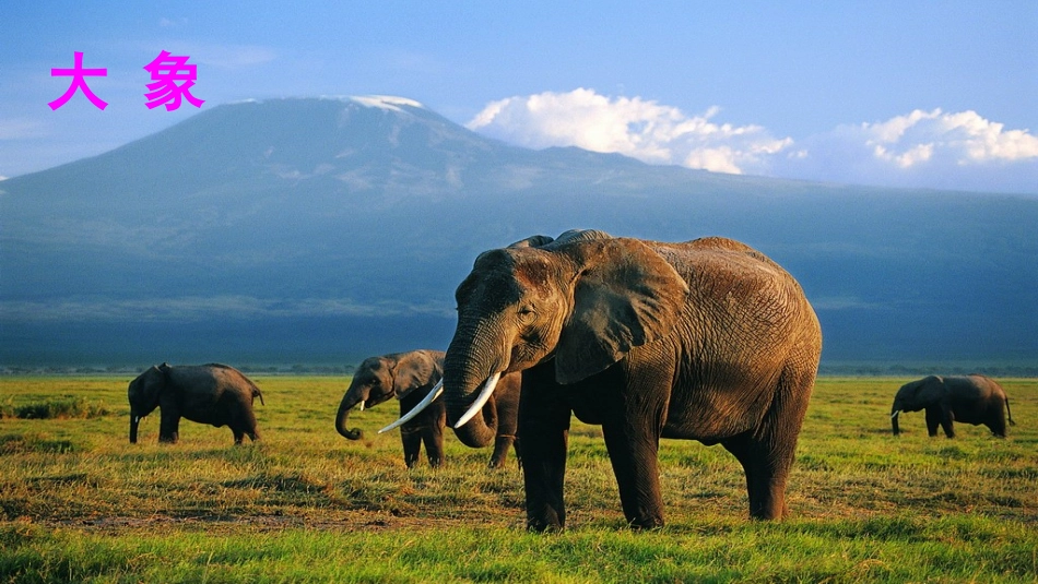 19大象的耳朵_第2页