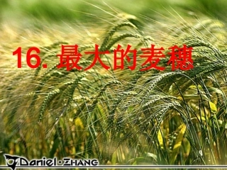 《最大的麦穗》1