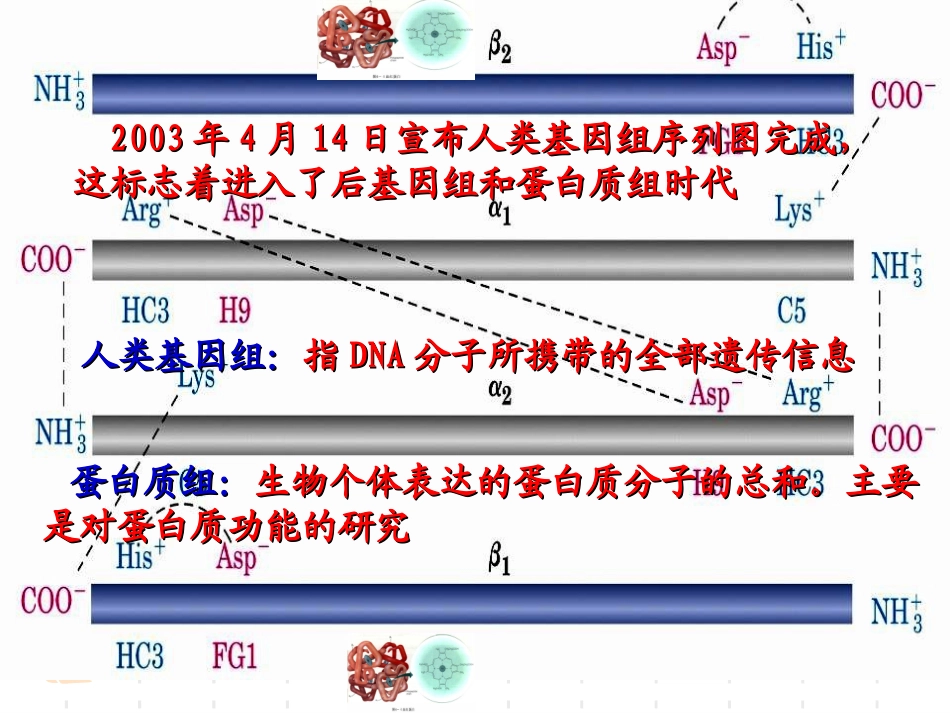 课题3-血红蛋白的提取和分离-(2)_第3页