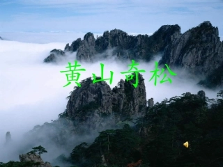 《黄山奇松》课件
