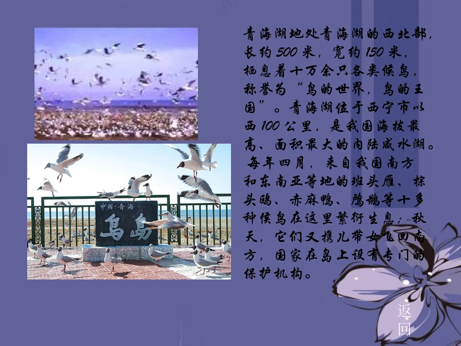 云南省祥云县禾甸中学八年级语文下册《青海湖-梦幻般的湖》课件-新人教版_第3页