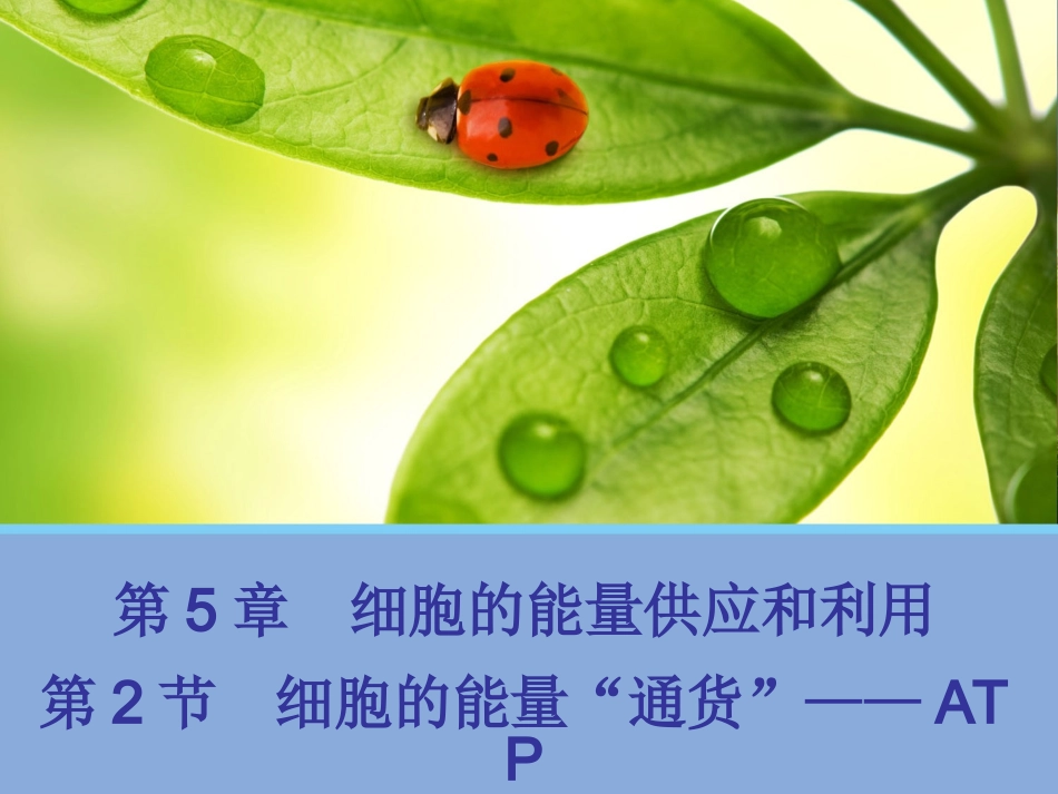生命活动的能量“通货”——ATP_第1页