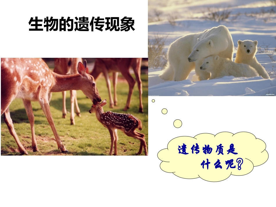 DNA是主要的遗传物质_第1页