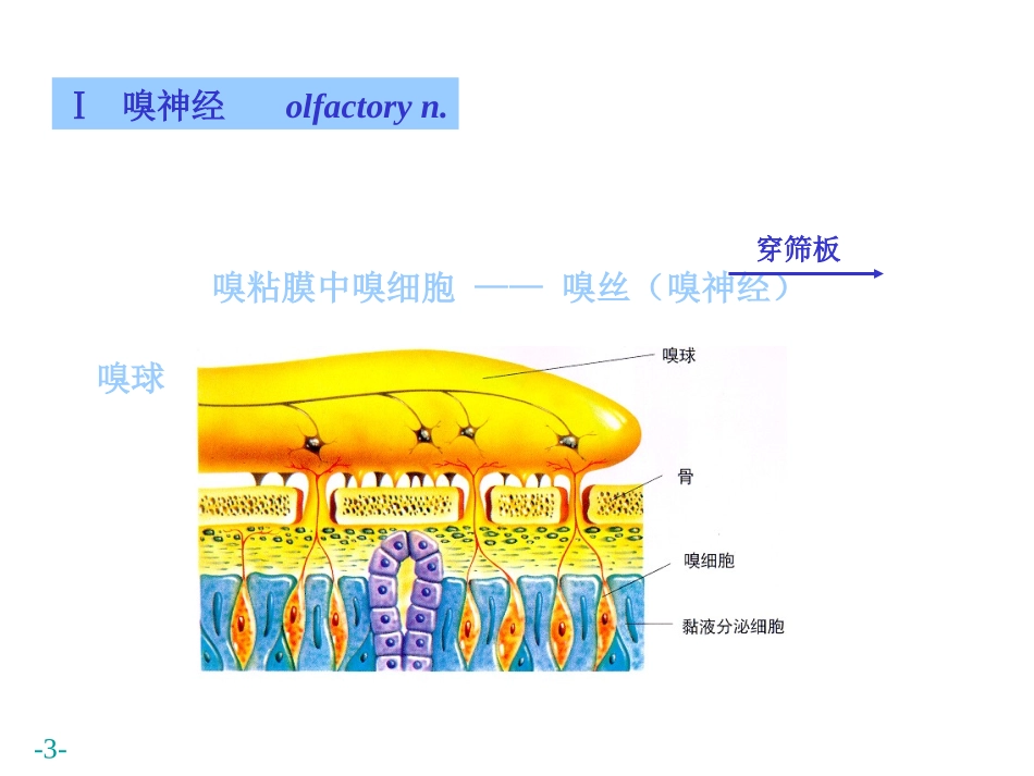 青岛版小学科学五年级下册《脑与神经》课件-_第3页