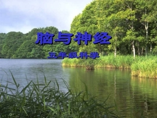 青岛版小学科学五年级下册《脑与神经》课件-