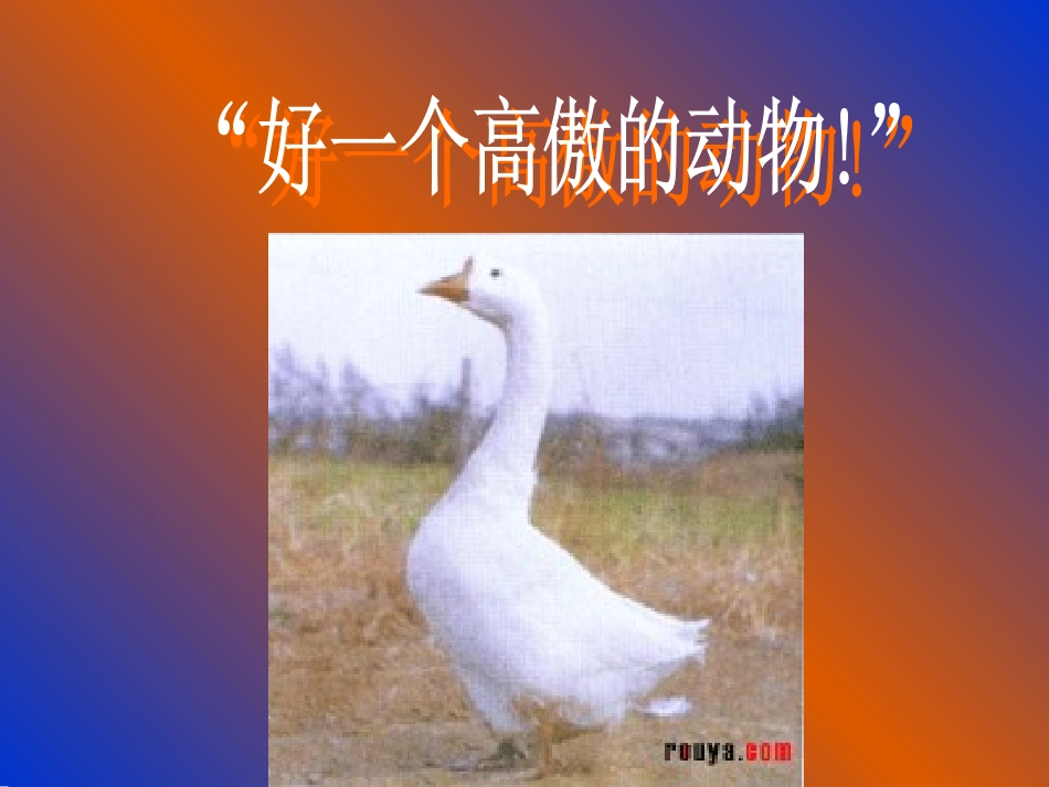 119213白鹅_第3页