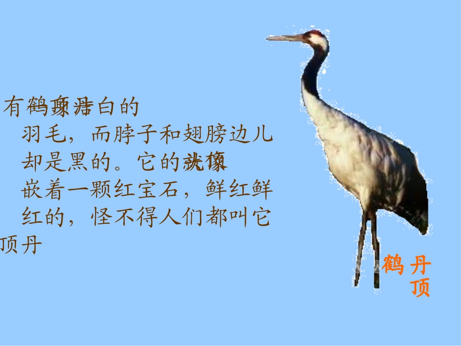 美丽的丹顶鹤课件_第1页