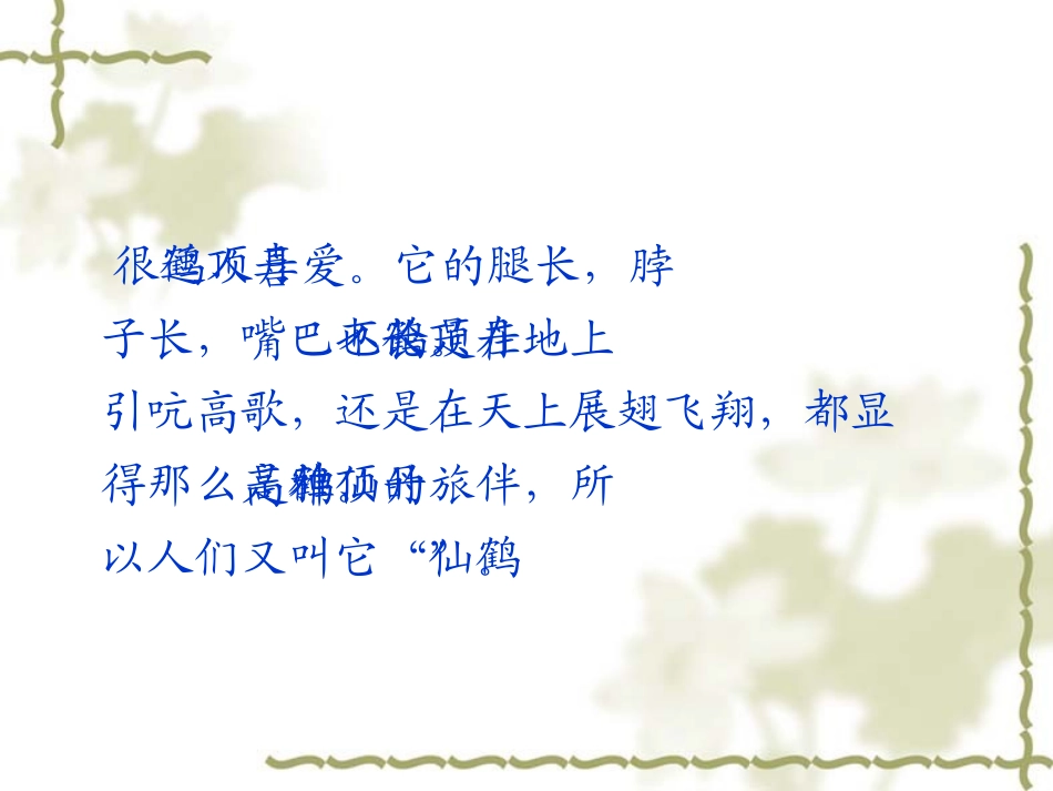美丽的丹顶鹤课件_第3页