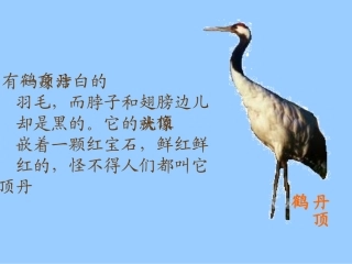 美丽的丹顶鹤课件