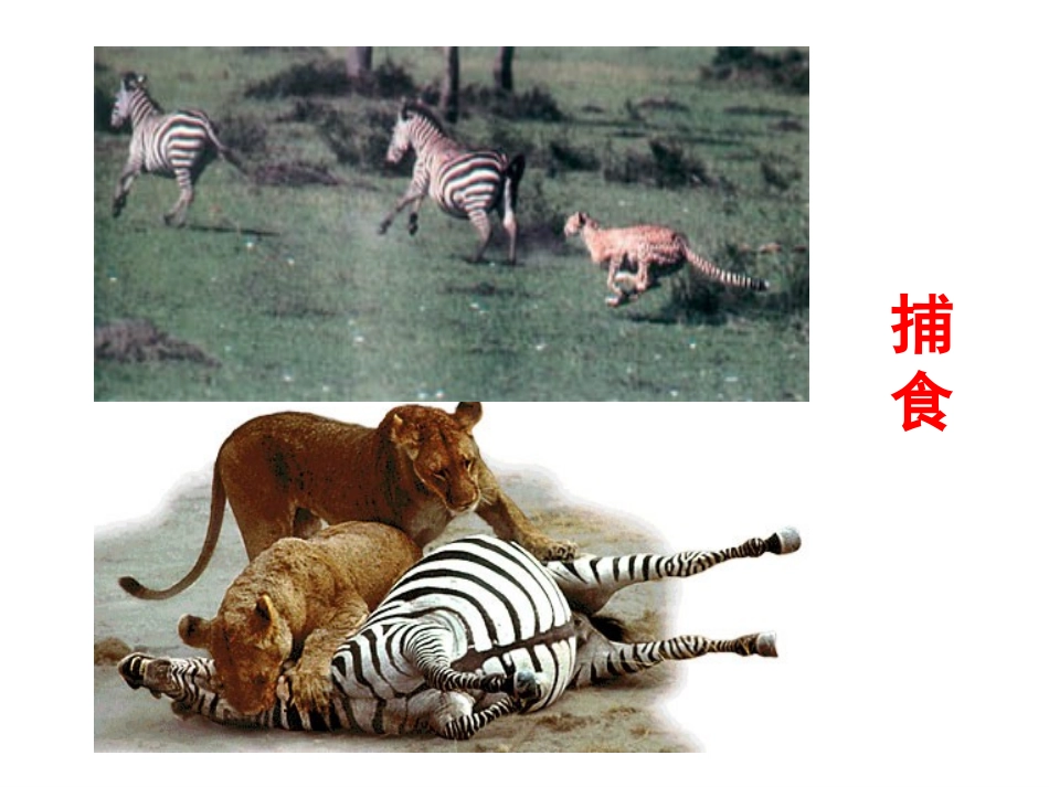 三-共同进化与生物多样性的形成_第3页