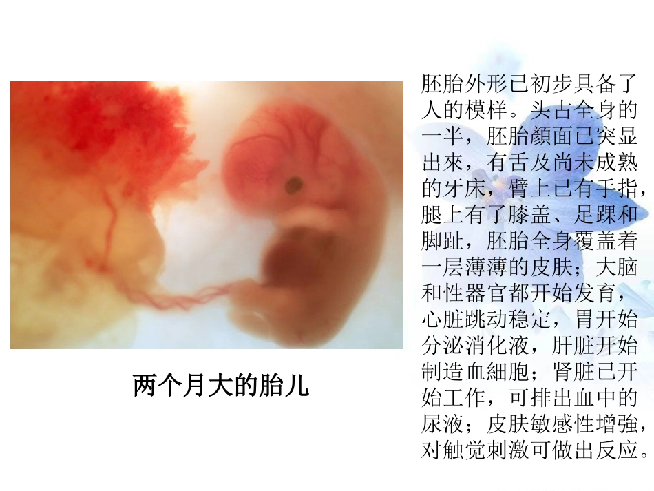 人类的胚胎发育-1_第2页