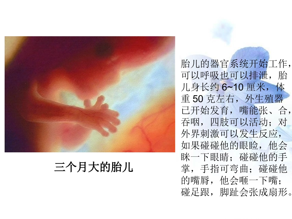 人类的胚胎发育-1_第3页