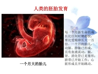 人类的胚胎发育-1
