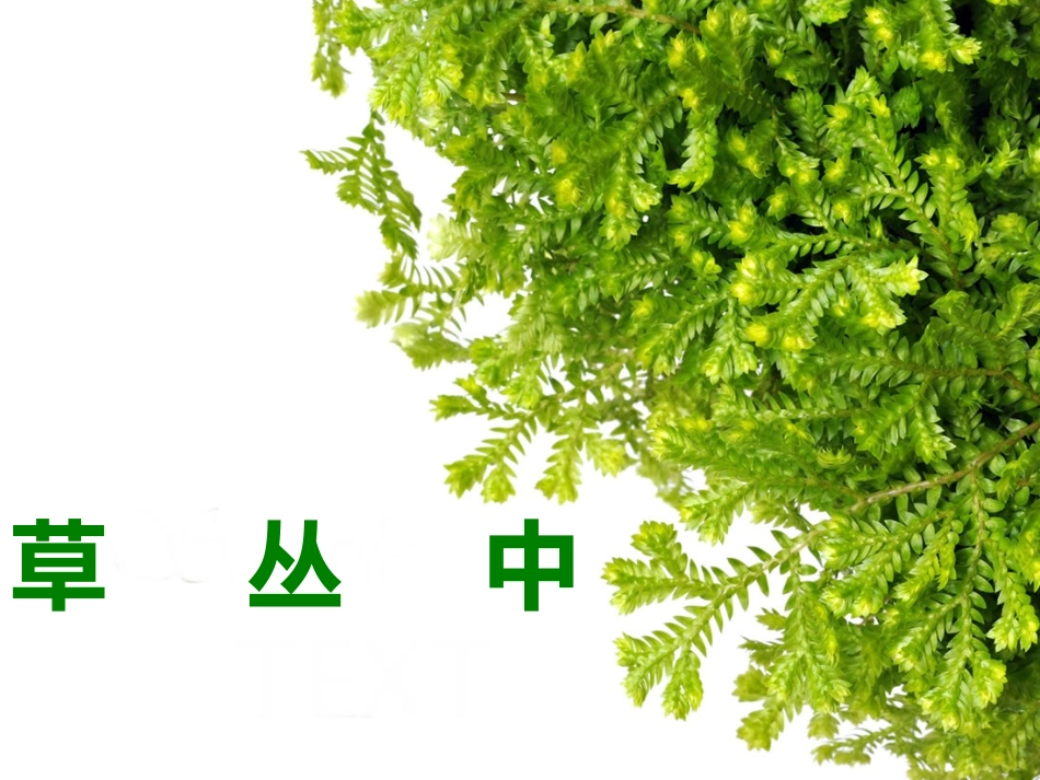 《草丛中》课件_第1页