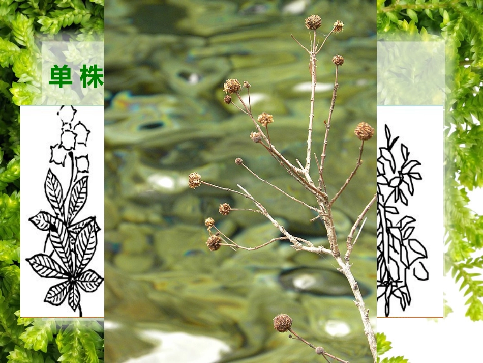 《草丛中》课件_第2页