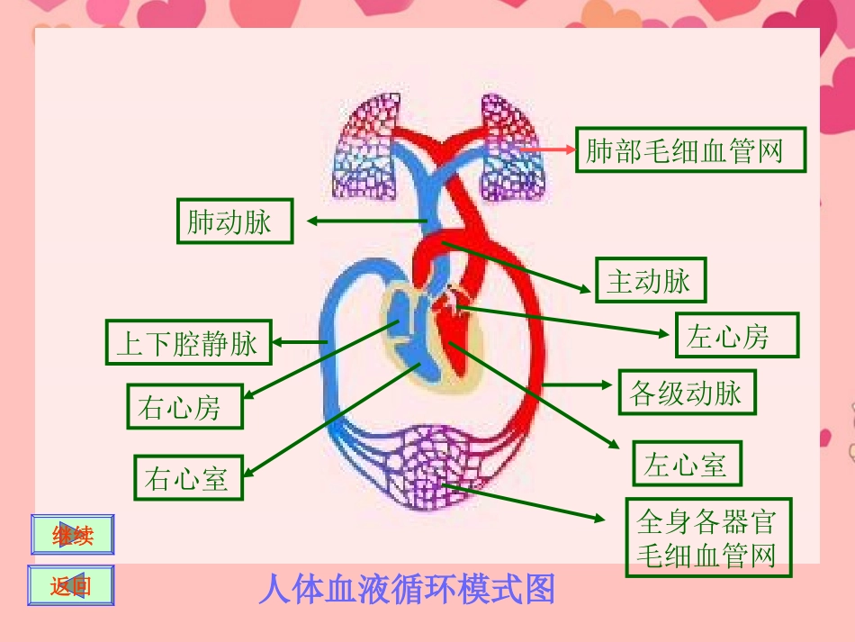 甘肃省会宁县八年级生物下册《血液循环》课件(2)-新人教版_第3页