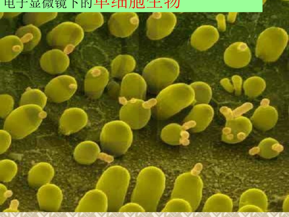 《单细胞生物》课件(人教版七上)_第1页