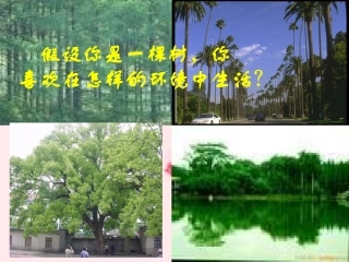 浙江省泰顺县新城学校七年级语文上册《第7课-行道树》课件-新人教版