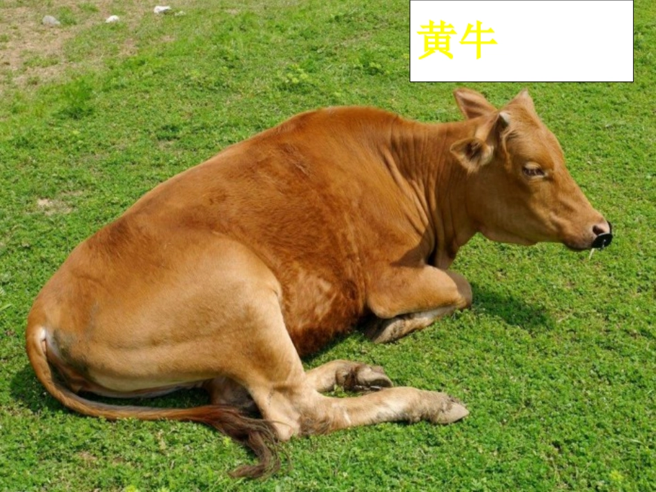 10在牛肚子里旅行_第2页