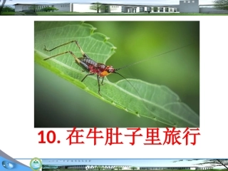10在牛肚子里旅行
