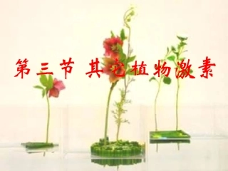山东省2012高中生物备课资料-其他植物激素--课件-新人教版必修3