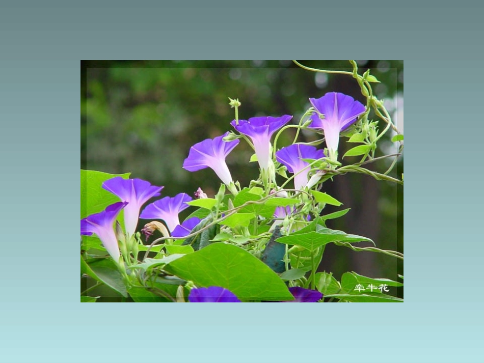 《关于牵牛花的评论》课件2-_第2页
