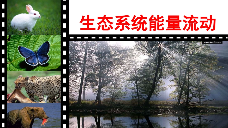 生态系统中的能量流动_第1页