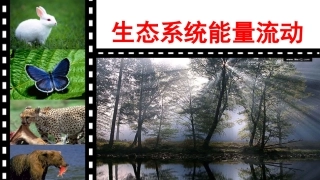 生态系统中的能量流动