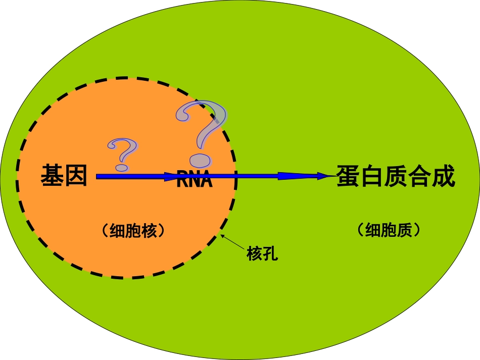 一基因控制蛋白质的合成_第3页