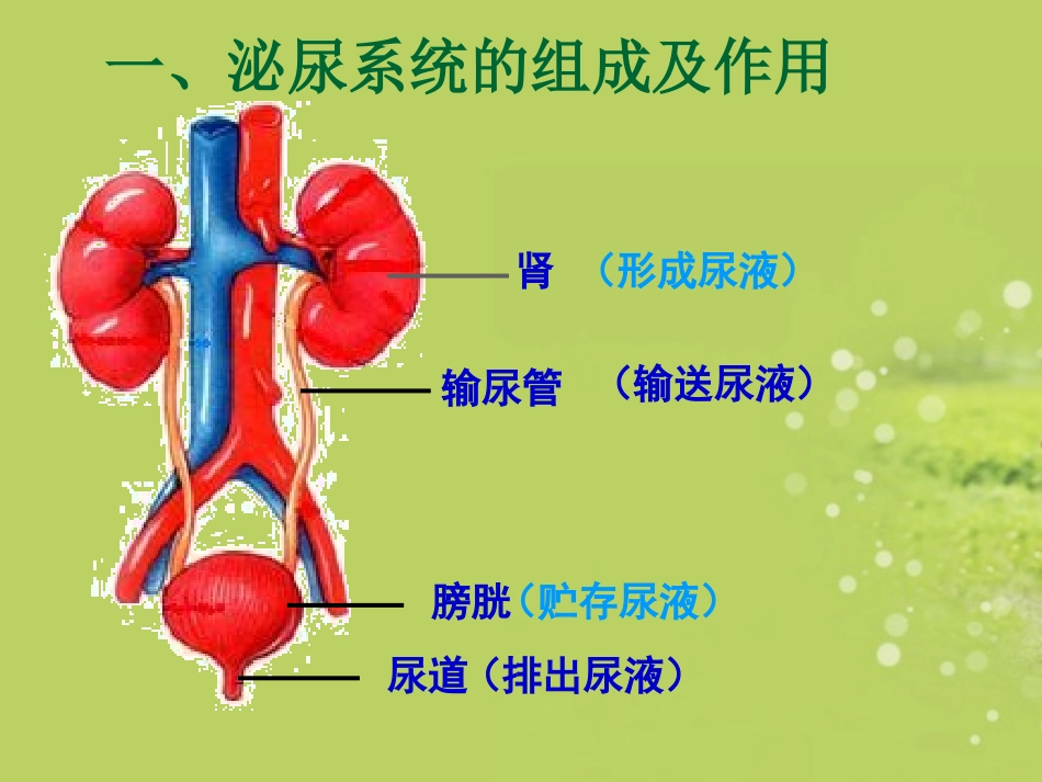七年级生物下册-第11章-人体废物的排出第2节尿的形成与排出课件-北师大版_第3页
