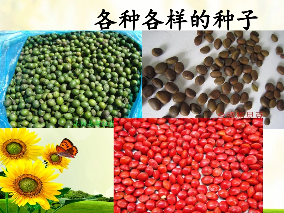 树的成长—PPT(中班活动)_第2页