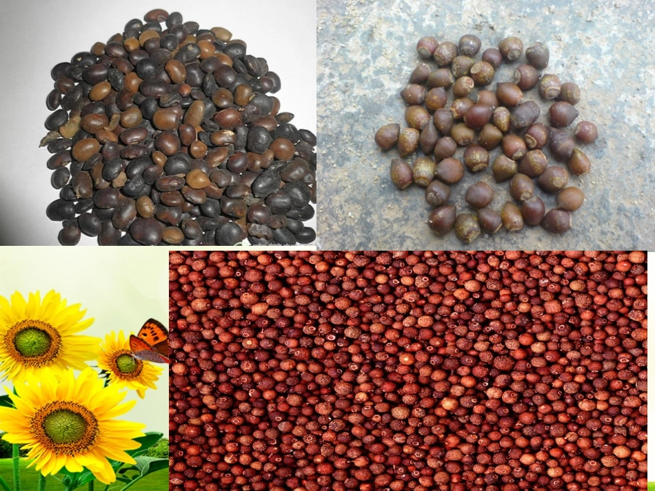 树的成长—PPT(中班活动)_第3页