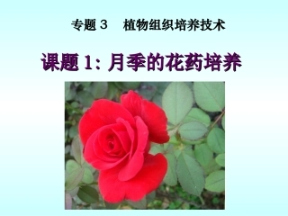 课题2-月季的花药培养-(3)