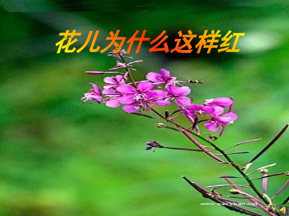 《花儿为什么这样红》_第1页