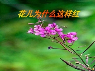 《花儿为什么这样红》