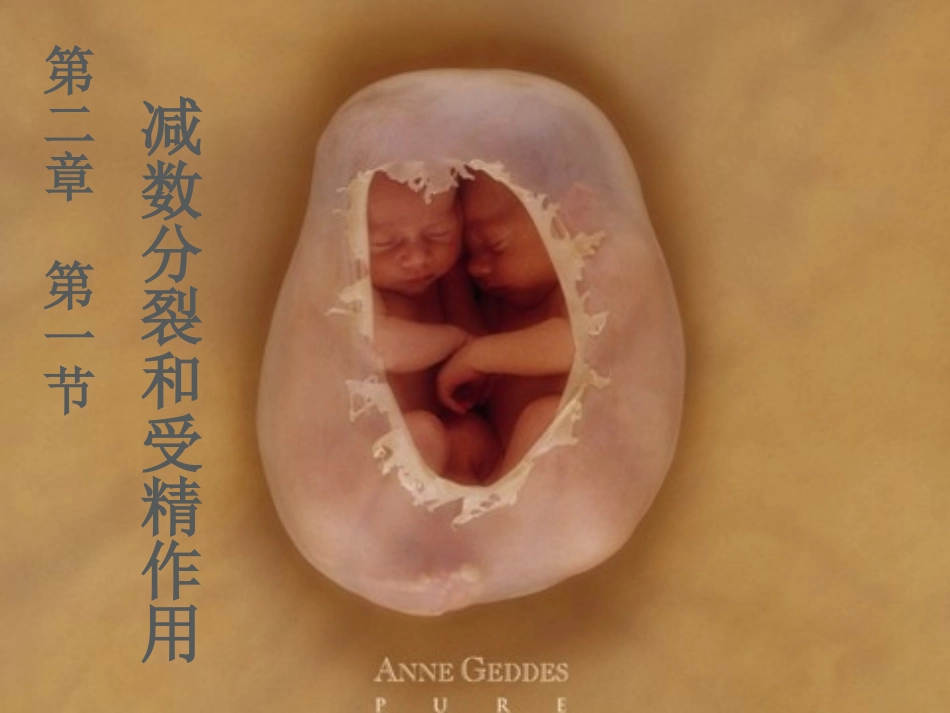 《2-1-减数分裂和受精作用》课件1-4_第1页