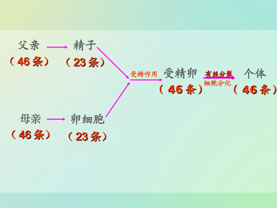 《2-1-减数分裂和受精作用》课件1-4_第2页