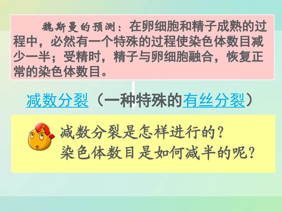 《2-1-减数分裂和受精作用》课件1-4_第3页