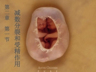 《2-1-减数分裂和受精作用》课件1-4