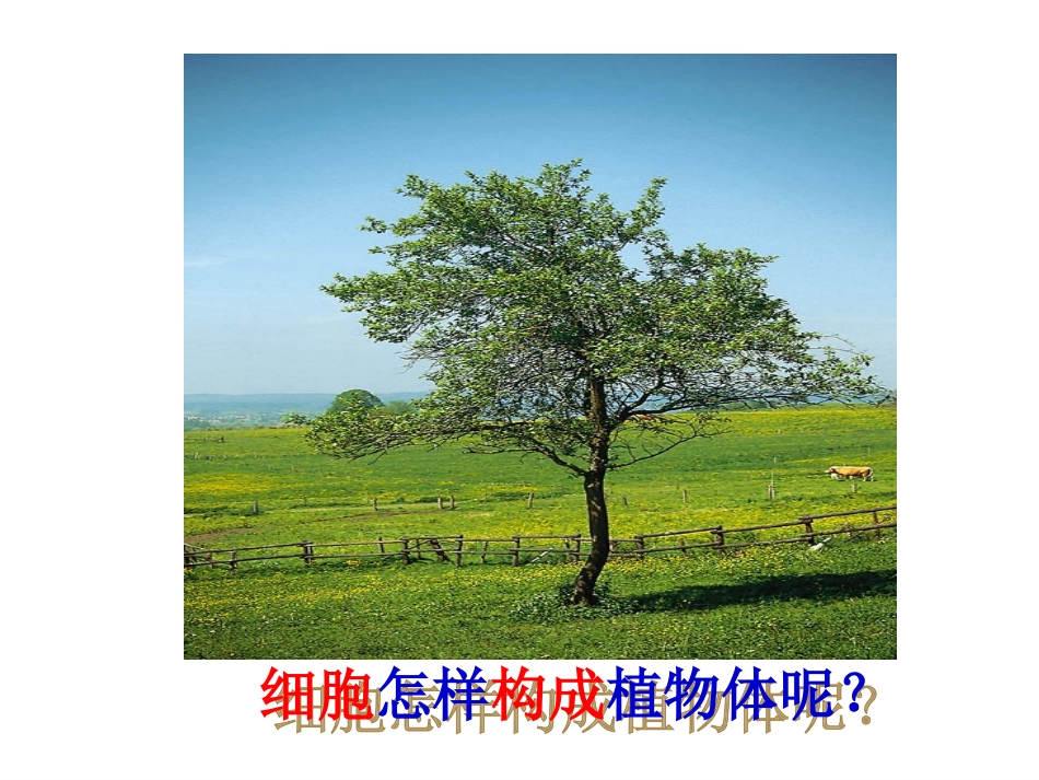 植物体的结构层次_第3页