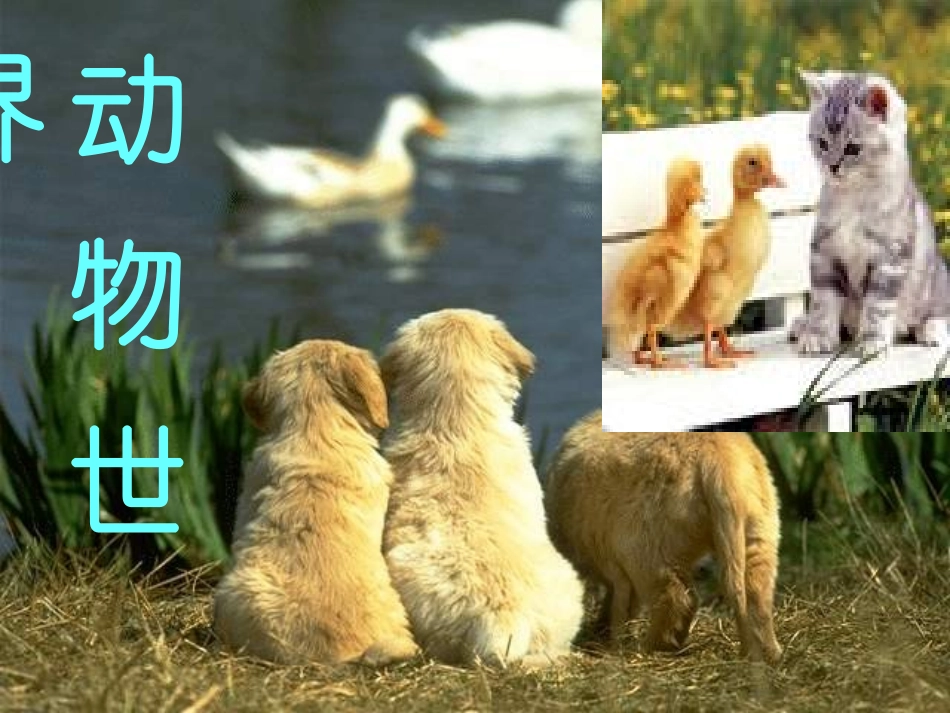 七年级语文上册-第五单元第20课：《如果人类也有尾巴》课件-语文版_第3页