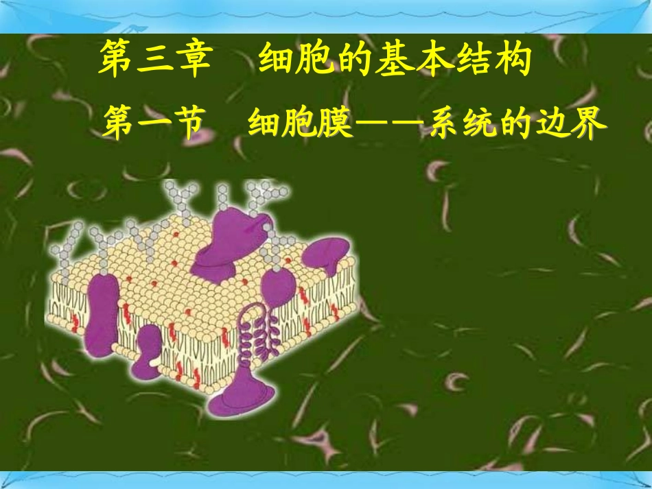 第一节细胞膜的结构与功能_第2页