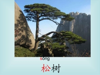 《小松树和大松树》