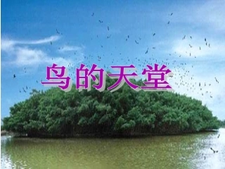 人教版四年级语文上册《鸟的天堂》PPT课件