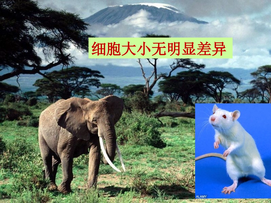 细胞增殖课件.ppt(1)已改_第2页