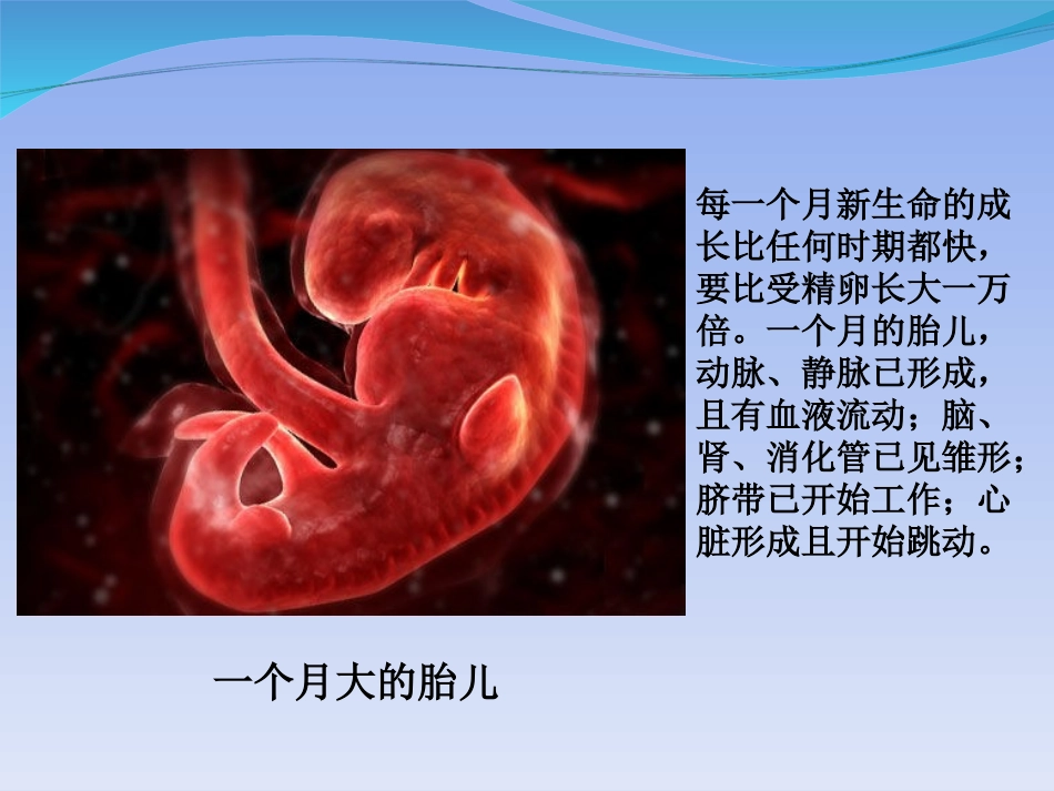人类的胚胎发育-(3)_第2页