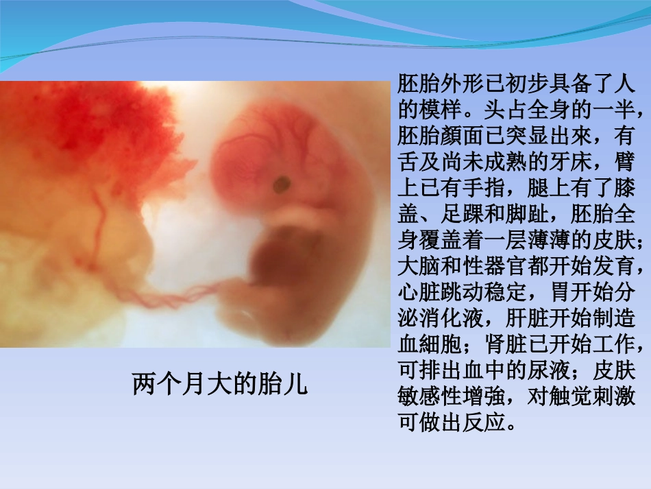 人类的胚胎发育-(3)_第3页