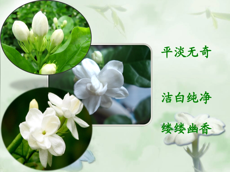 爱如茉莉第二课时_第2页